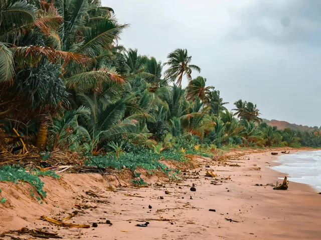 Wide sandy beach lined with palm trees along the Coral Coast