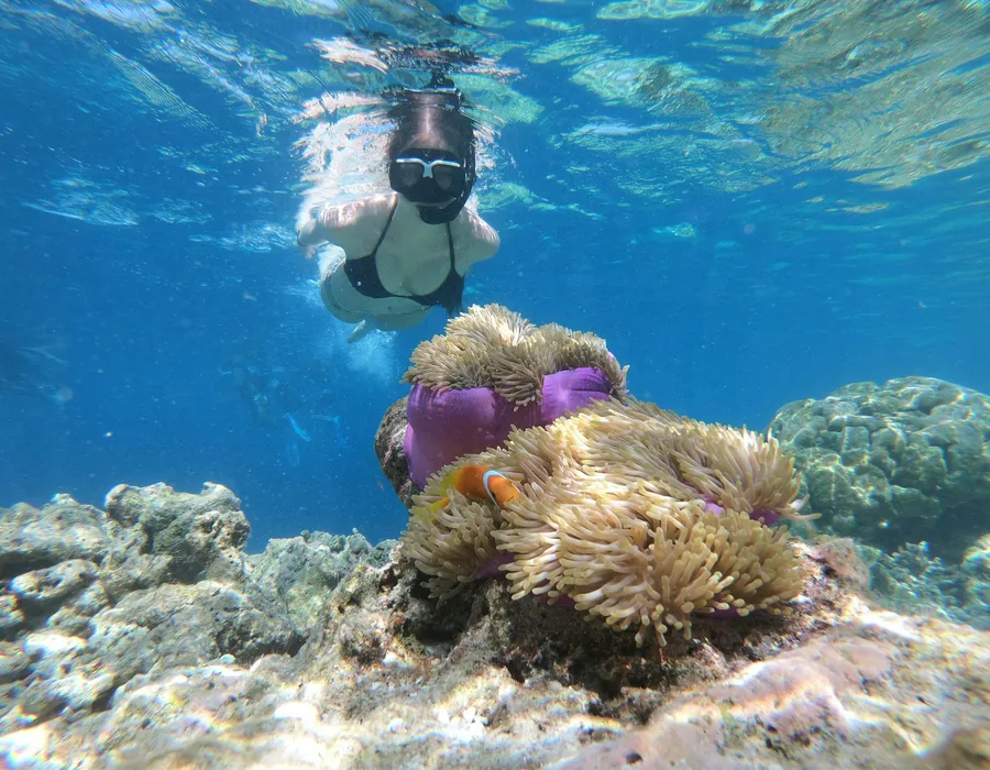 Snorkeler swimming over a vibrant coral reef in clear tropical water in Fiji