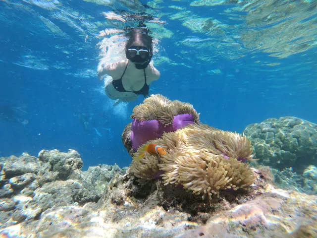 Snorkeler swimming over a vibrant coral reef in clear tropical water in Fiji