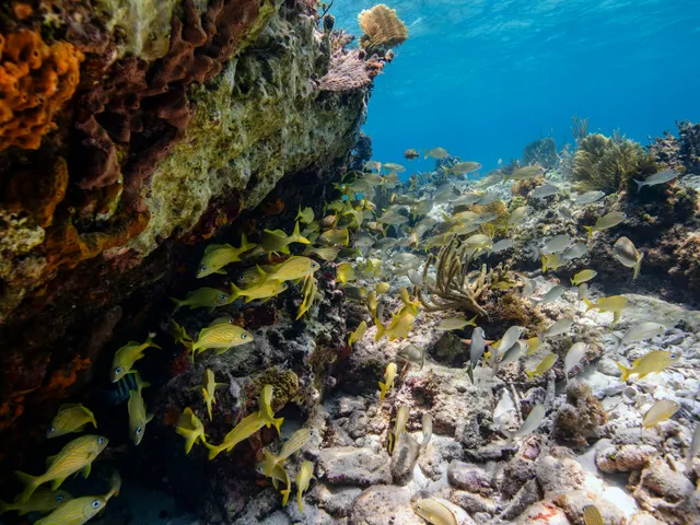 A snorkeler swims alongside a school of tropical fish over the reef